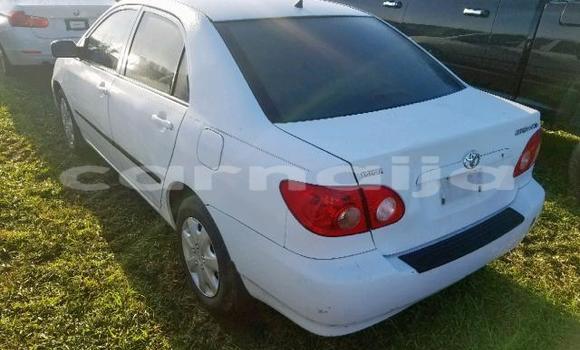 Buy Import Toyota Corolla White Car in Daura in Katsina Buy Import Toyota Corolla White Car in Daura in Katsina