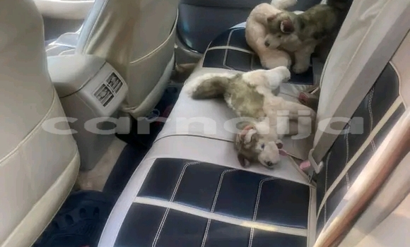 Acheter Occasion Voiture Toyota Supra Noir à Abuja, État de Lagos Acheter Occasion Voiture Toyota Supra Noir à Abuja, État de Lagos